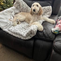 Puppy Boy 1 - Blue and cream male Afghan Hound puppy in Carlisle, Pennsylvania from Winterberry Afghan Hounds