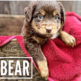 Bear - Red tri Miniature Australian Shepherd puppy in Riverbank, California from Torres Mini Aussie Dreamz