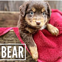 Bear - Red tri Miniature Australian Shepherd puppy in Riverbank, California from Torres Mini Aussie Dreamz