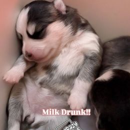Pup 4 Female - Black and white female Pomsky puppy in Hurleyville, New York from My Crazy Pomskys