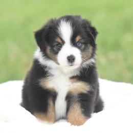 Last Call - Black tri male Toy Australian Shepherd puppy in Chickasha, Oklahoma from Rustic Lace