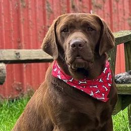 Nutella - Labrador Retriever
