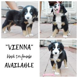 Vienna - Black tri female Miniature American Shepherd puppy in Montpelier, Virginia from Copper Sky Aussies & Mini American Shepherds