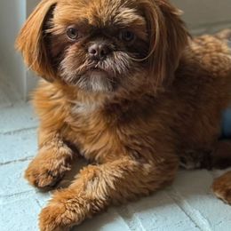 Rhett - Shih Tzu