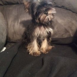 Cavalier King Charles Spaniel, Cavapoo, Havanese, Poodle, Yorkipoo, and Yorkshire Terrier Puppies from Ashley Nicole Ranch