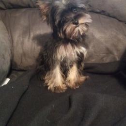Cavalier King Charles Spaniel, Cavapoo, Havanese, Poodle, Yorkipoo, and Yorkshire Terrier Puppies from Ashley Nicole Ranch