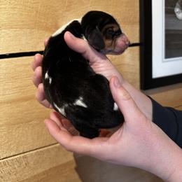 Male 5 - Black brown and white male Basset Hound puppy in Lindley, New York from Hill Top Basset Hounds & Cane Corso