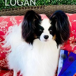 Logan - Papillon