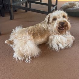 Sully - Wheaten male Miniature Schnauzer puppy in Contra Costa County, California from Shawn’s Toy Schnauzers’s
