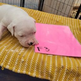Girl 3 - American Bulldog puppy in Yellville, Arkansas from Offerman Family Bulldogs