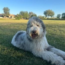 Assorted Doodle Crosses and Newfypoo All Grown Up from Arizona Doodle Trails