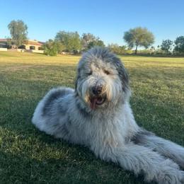 Assorted Doodle Crosses and Newfypoo All Grown Up from Arizona Doodle Trails