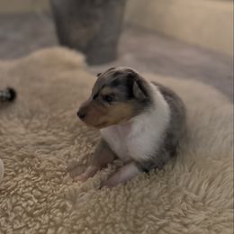 Girl 3 - Blue merle white and tan female Collie puppy in Allendale, Michigan from River-Valley Collies