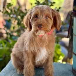 Rosie - Caramel red female Australian Labradoodle puppy in Anderson, California from Shaggy Doodles