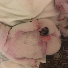 Bulldog and Shetland Sheepdog Puppies from Smooch-A-Bulls English Bulldogs & M&M Shelties