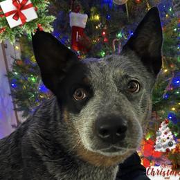 Australian Cattle Dogs from Karen Potteiger's Australian Cattle Dogs