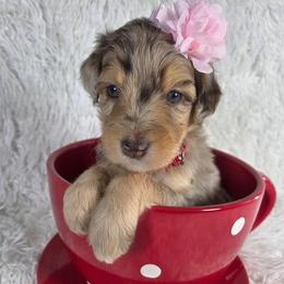 Cinnamon - Brown merle female Aussiedoodle puppy in Haleyville, Alabama from The Cuddly Dood Ranch