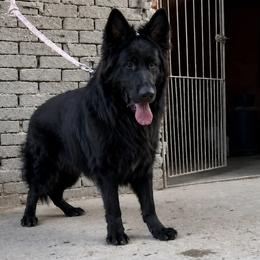 German Shepherd Puppies from Von Gonzalez Kennel