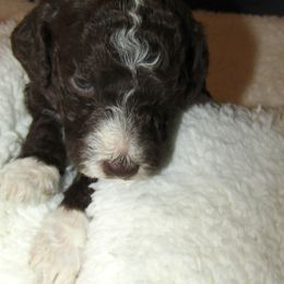 Goldendoodle and Poodle Puppies from David & Patricia Elliott