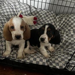 Basset Hound puppies from Haus's Hound Town