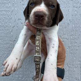 Gray - Liver and white male German Shorthaired Pointer puppy in Newton Grove, North Carolina from Wayalife Labradors & Gsp’s
