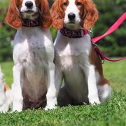 Irish Red and White Setter and Irish Setter Puppies from Ruairi's Irish Setters