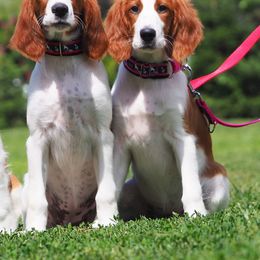 Irish Red and White Setter and Irish Setter Puppies from Ruairi's Irish Setters