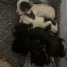 Yorkshire Terrier Puppies from Behrens_Beauties