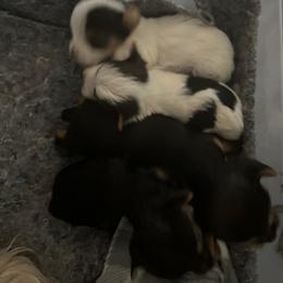 Yorkshire Terrier Puppies from Behrens_Beauties