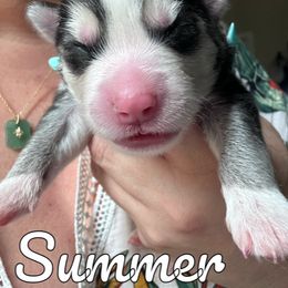 Pomsky Puppies from Proper Rose Pomskies