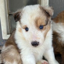Rusty - Sable merle and white male Shetland Sheepdog puppy in Kerville, Texas from Cedar Hill Kennels
