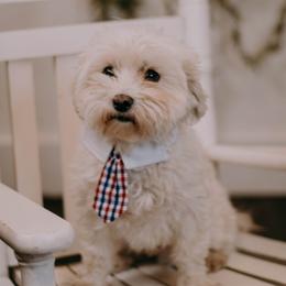 Mal-Shis, Maltese, Maltipoos, and Shih Tzus from Cooley's Cuddle Pups