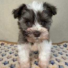 Dallas - Liver male Miniature Schnauzer puppy in Stilwell, Oklahoma from LR&R Dog Co.
