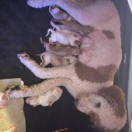 Goldendoodles from Megan Morrow