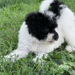 Pistachio with training - Black and white female Cockapoo puppy in Boonville, North Carolina from Doods & Dolls