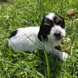 Pie female. - Piebald female Dachshund puppy in Brevard, North Carolina from Morgan’s Dachshund’s & Aussies