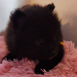 Yellow - Black male Pomeranian puppy in Fort Worth, Texas from Ramos' Pommies