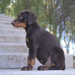 Doberman Pinscher Puppies from Obsidian Kennels