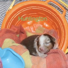 Huntington - Red merle male Australian Shepherd puppy in Massachusetts from Knauer Australian Shepherds