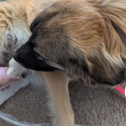 Colorado Mountain Dog puppies from Splish Splash Goldens LLC