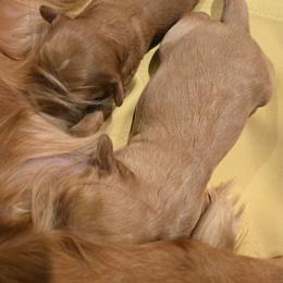Aubrey - Apricot female Cavapoo puppy in Caldwell, Idaho from Terrace Cav's