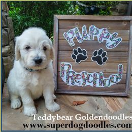 Goldendoodle Puppies from SUPERDog Doodles