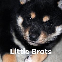 Tiny Blackie - Black and tan female Shiba Inu puppy in Colorado Springs, Colorado from Little Brats