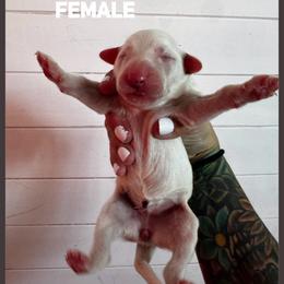 Knee - White and liver brown female Dalmatian puppy in Stanchfield, Minnesota from Darling Dalmatians
