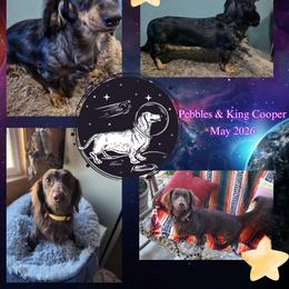 Dachshund puppies from Joplin's Hippo House