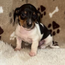 AKC Loaf - Black and tan male Dachshund puppy in Indiana from Dani’s Darling Doxies