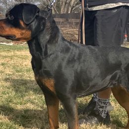 oxhanna - Rottweiler