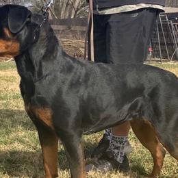 oxhanna - Rottweiler
