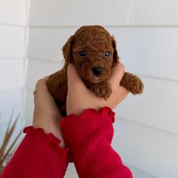 Dorothy - Apricot female Assorted Doodle Crosses puppy in Marysville, California from Dailey Doodles and Dachshunds