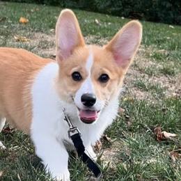 Pembroke Welsh Corgis from Snowy River Pembroke Welsh Corgis